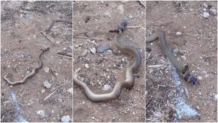 gif de ataque de serpiente