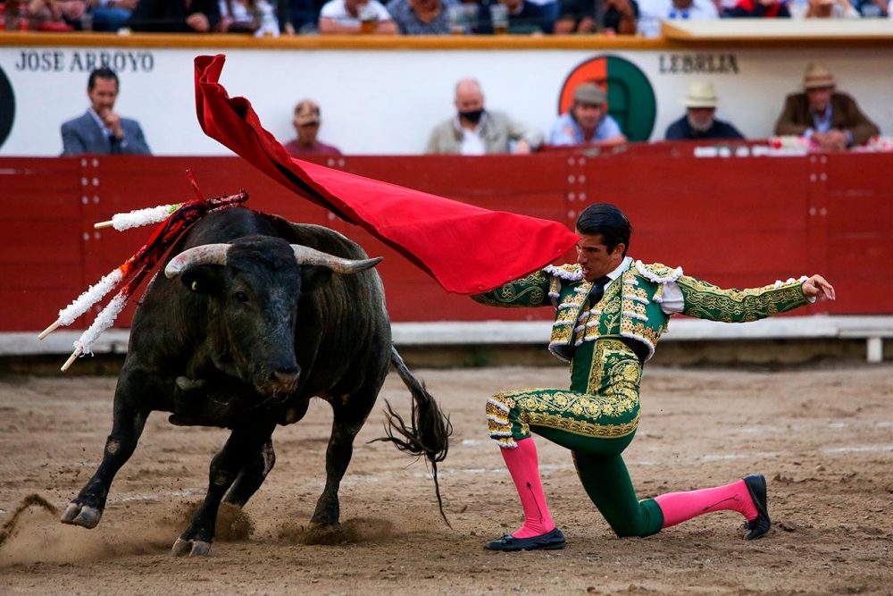 Presenta PAN iniciativa para prohibir corridas de toros y peleas de gallos en Puebla