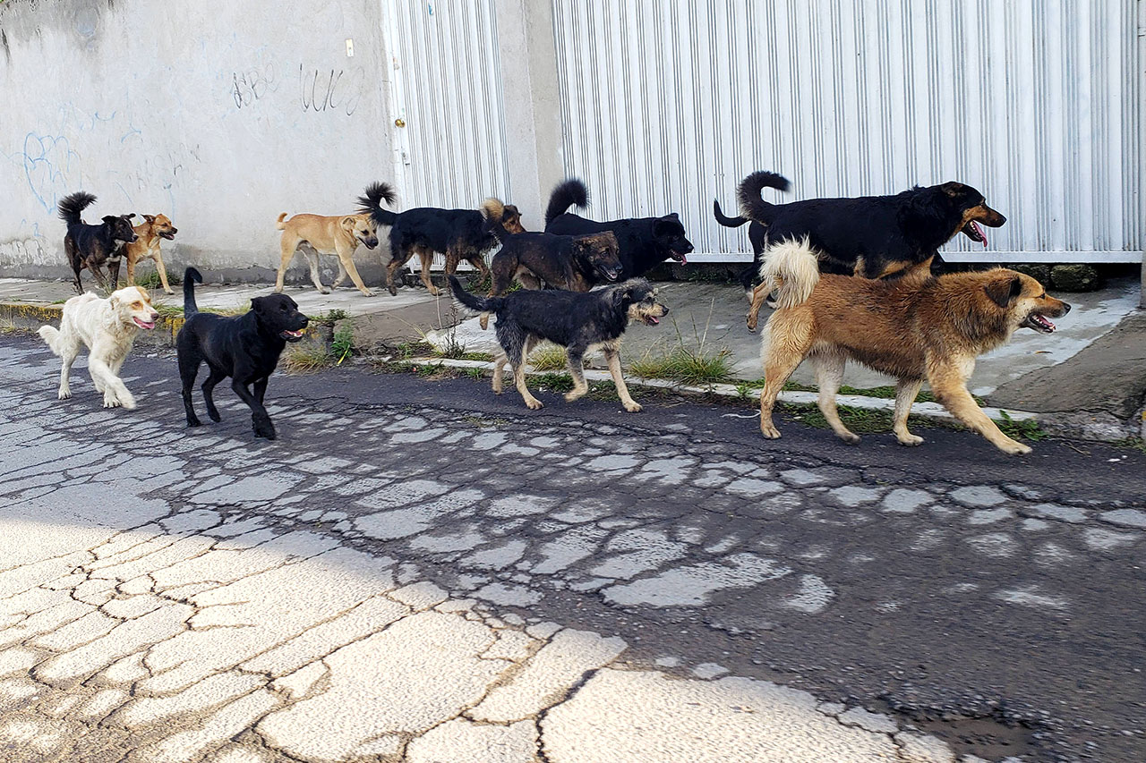 perros-callejeros-calle