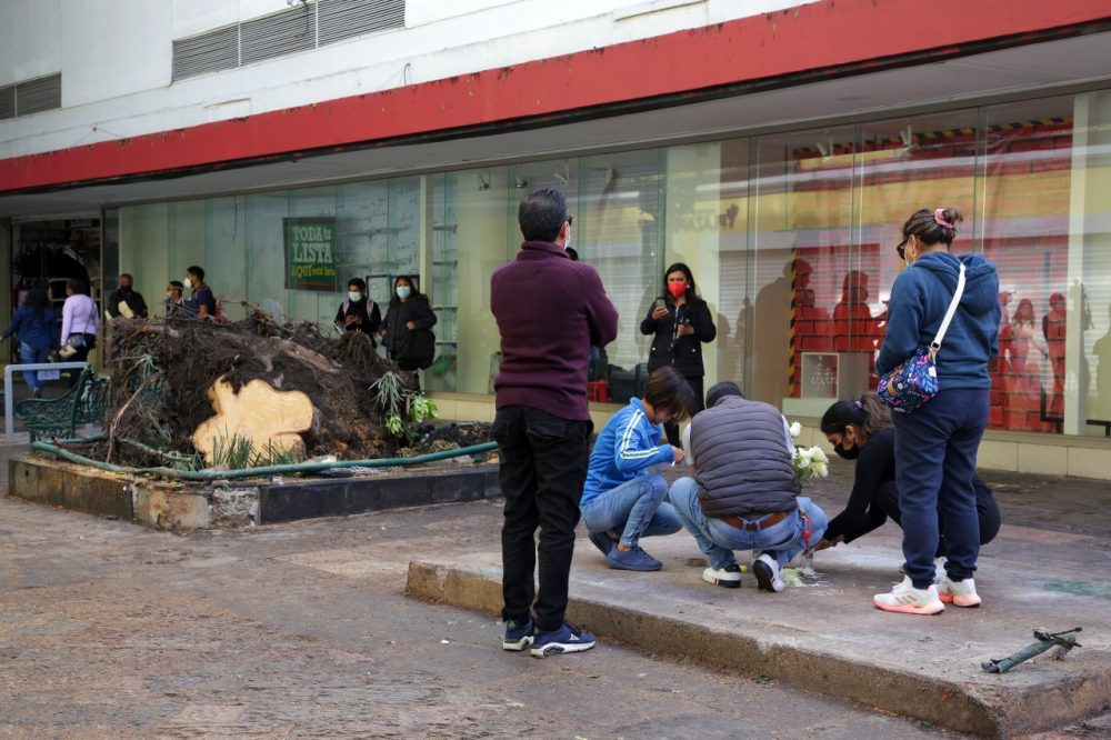 Fallecimiento de menor por caída de un árbol en Puebla capital, debe ser  investigado: Barbosa